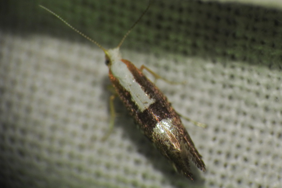 Argyresthia