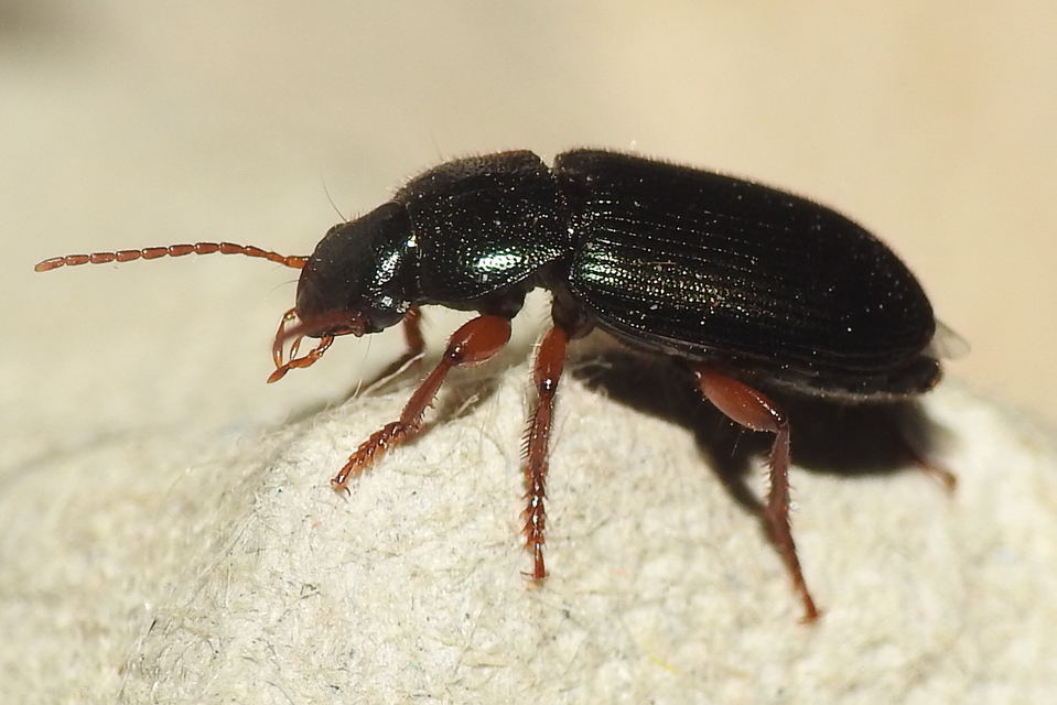 Ophonus azureus - azúrkék bársonyfutó