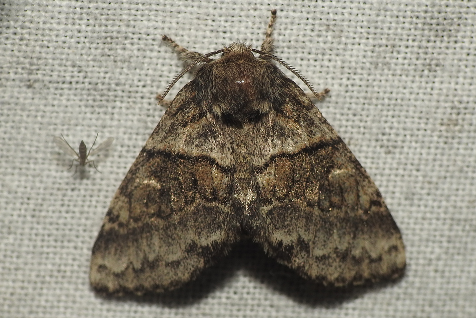 Gluphisia crenata - kormos púposszövő