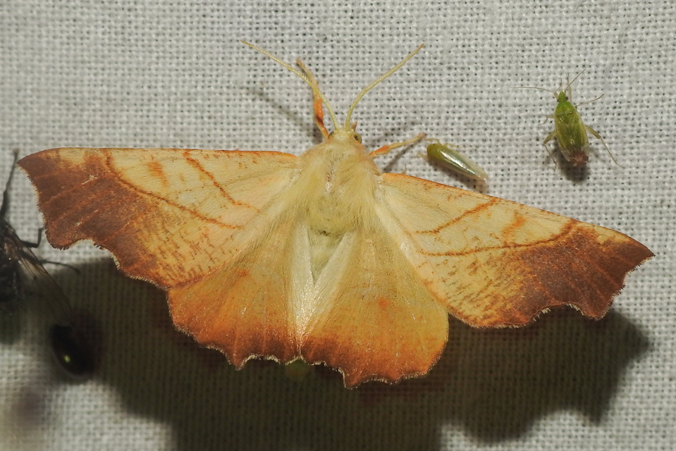 Ennomos fuscantaria - kőris-levélaraszoló