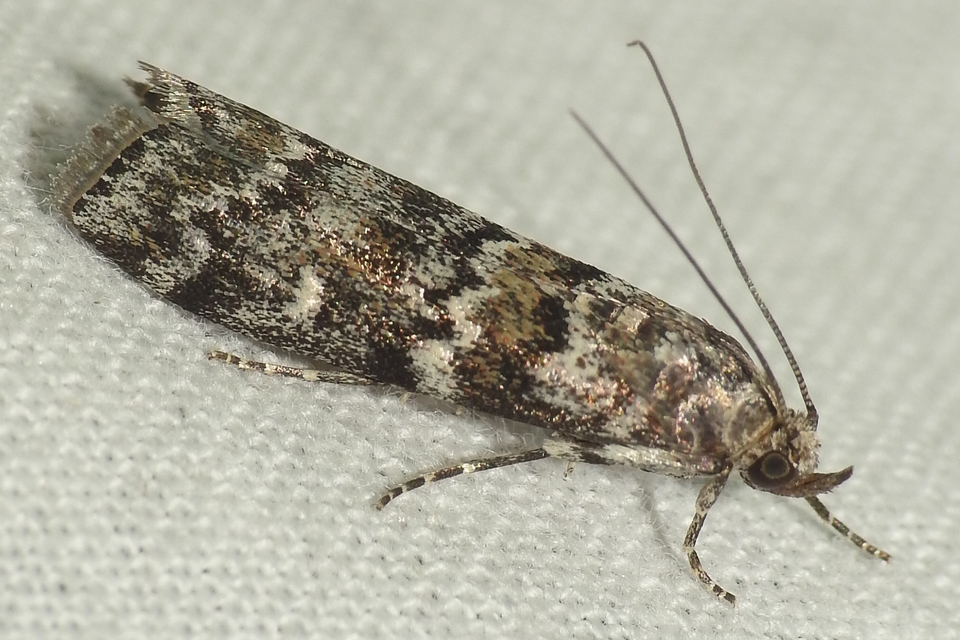 Dioryctria