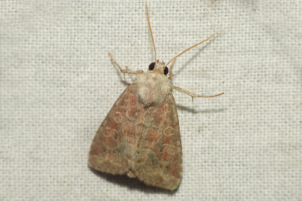 Parastichtis suspecta - sötét erdeibagoly