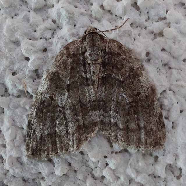 Epirrita christyi/dilutata