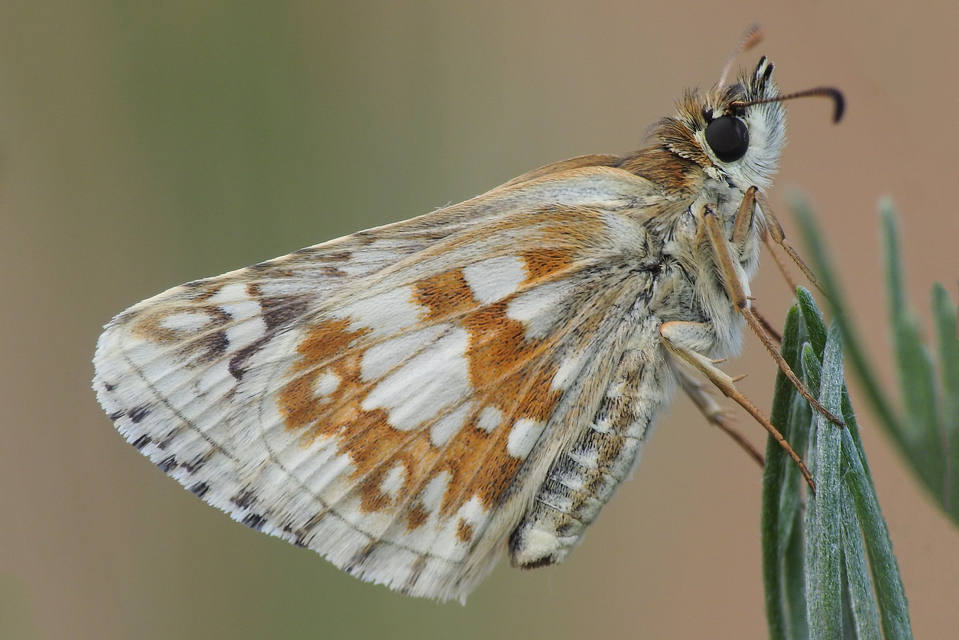 Pyrgus carthami - nagy busalepke