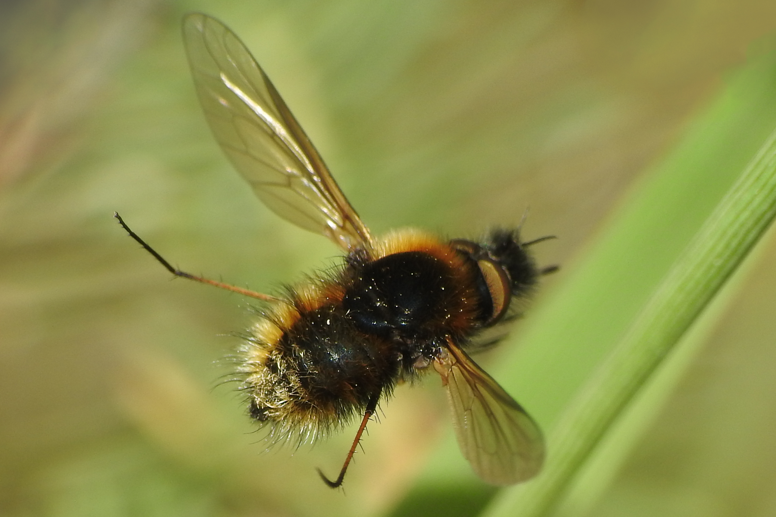 Bombylisoma