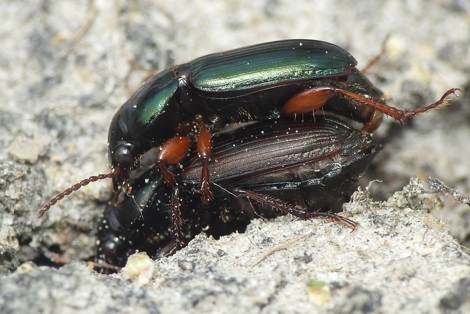 Harpalus affinis - szőrösszárnyú lomhafutó