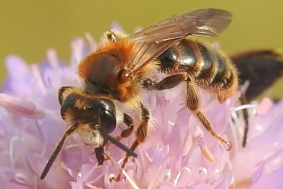 Andrena hattorfiana