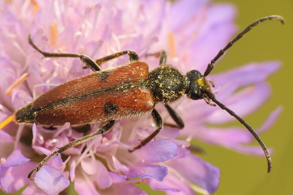 Vadonia unipunctata - kétpettyes virágcincér