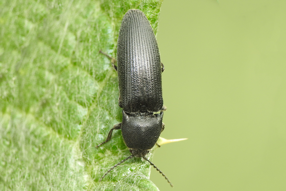 Melanotus punctolineatus - sávos gyászpattanó