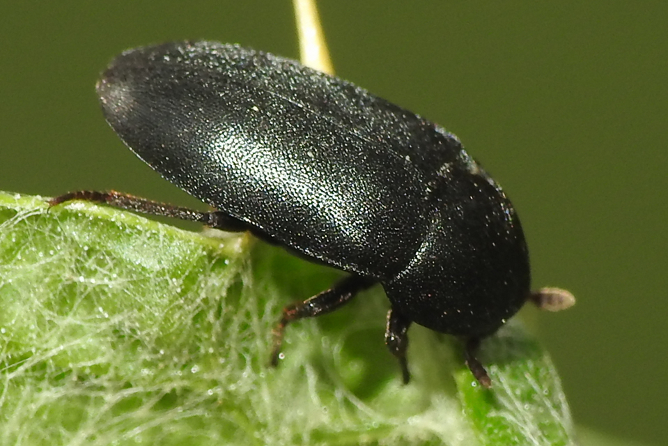 Dermestes Dermestes