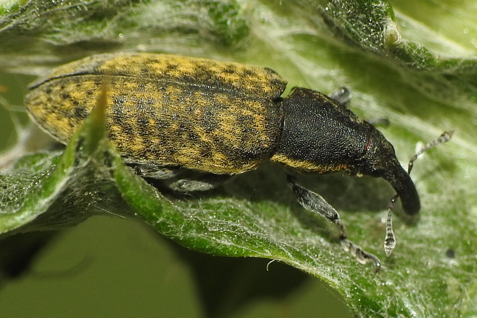 Lixus cardui - bogáncsfúró dudvabarkó