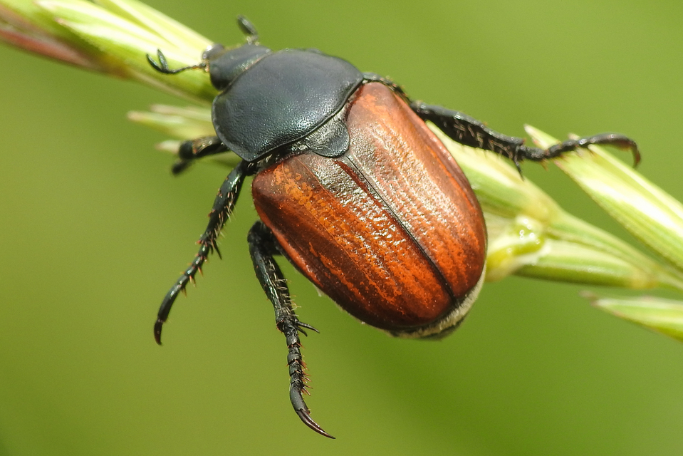Anisoplia lata - széles szipoly Anisoplia lata - széles szipoly