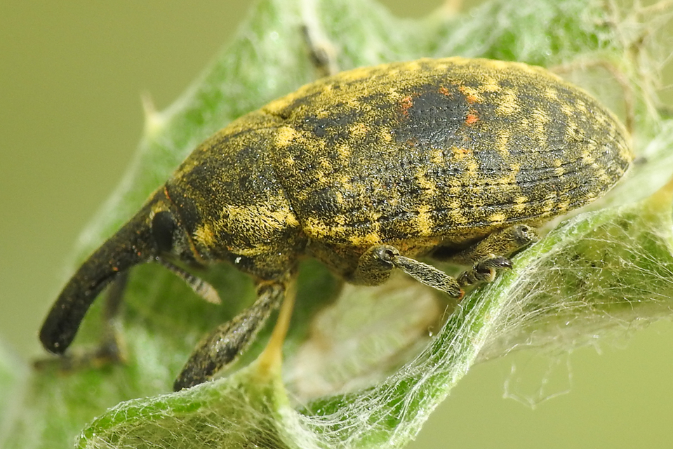 Larinus sturnus - aszat-púderbarkó