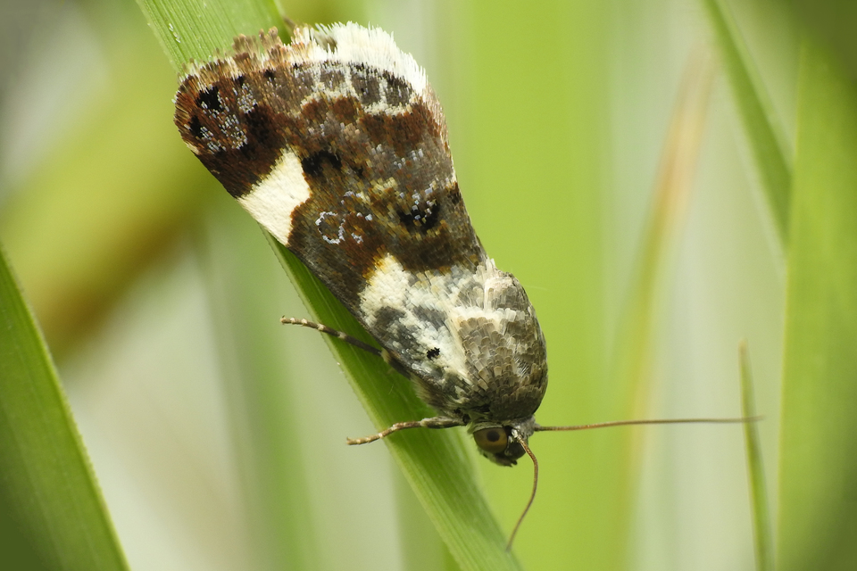 Acontia lucida - fehér nappalibagoly