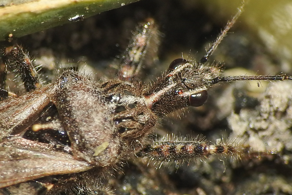 Coranus