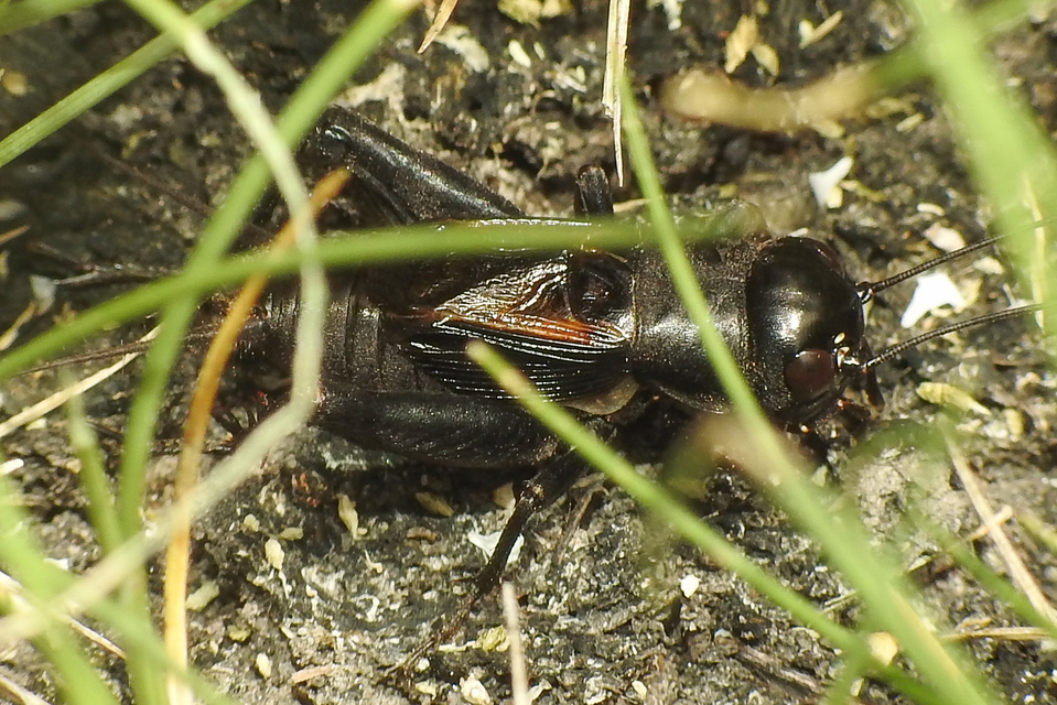Gryllus campestris - mezei tücsök