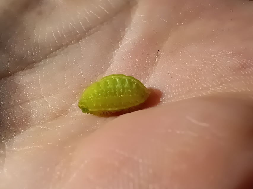Apoda limacodes - kagylólepke