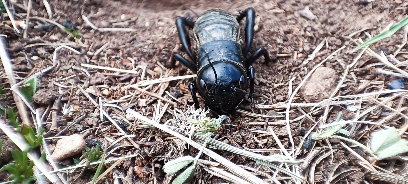 Gryllus campestris - mezei tücsök