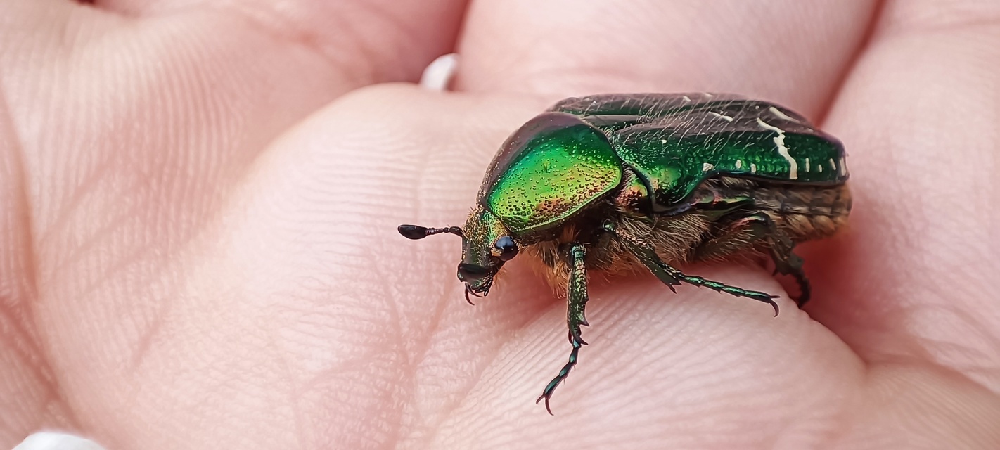 Cetonia aurata - aranyos virágbogár