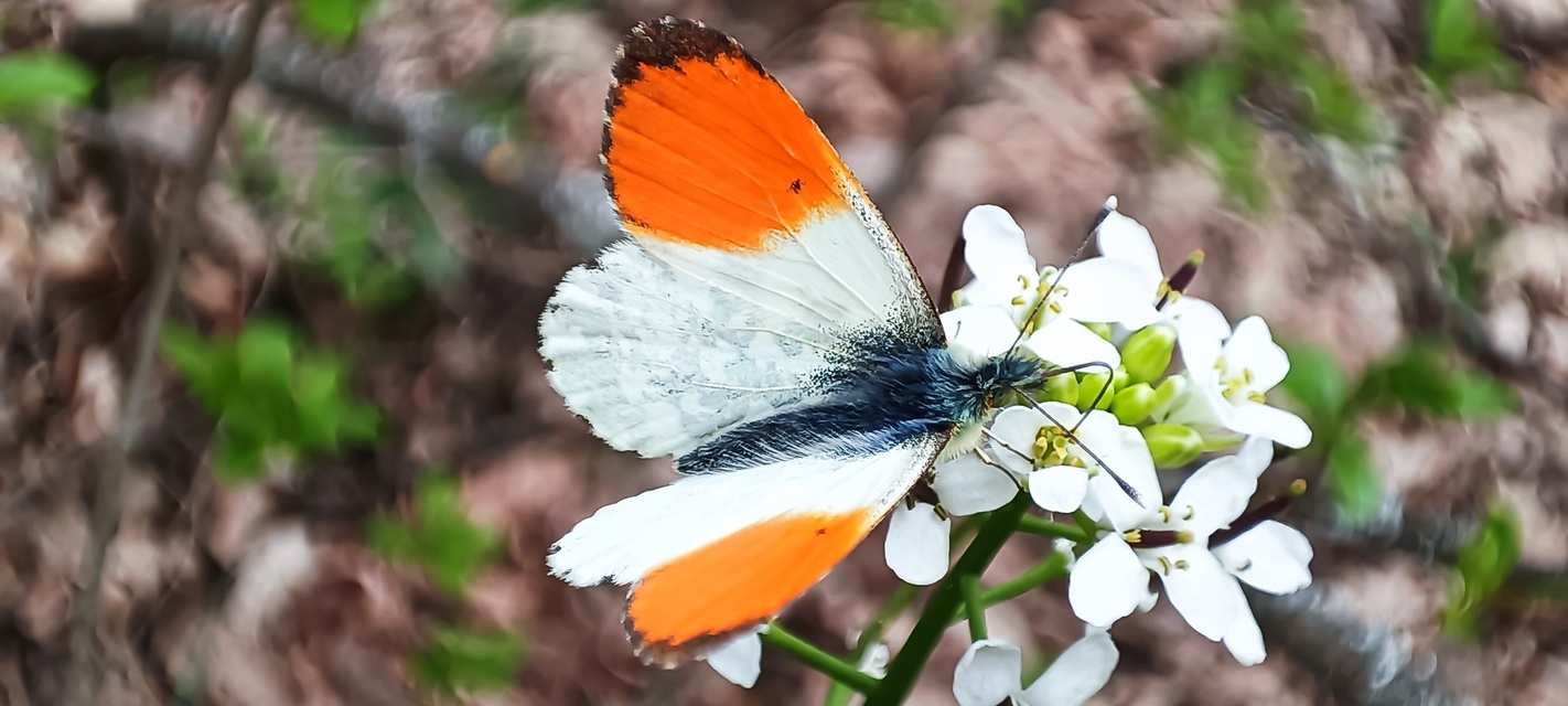 Anthocharis cardamines - hajnalpírlepke