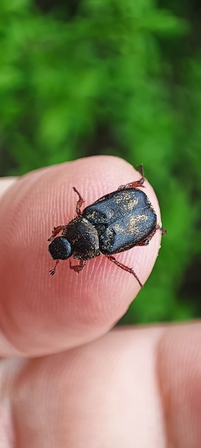 Hoplia praticola - réti virágcserebogár