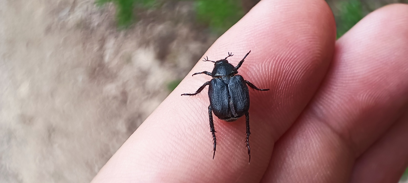 Hoplia praticola - réti virágcserebogár