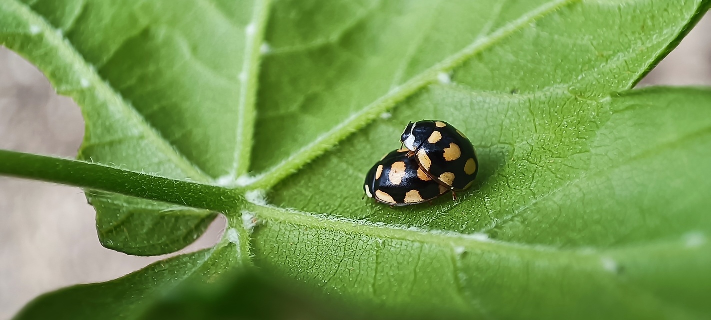 Oenopia lyncea agnata - bokorerdei katica