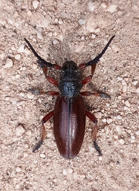 Dorcadion fulvum - barna gyalogcincér