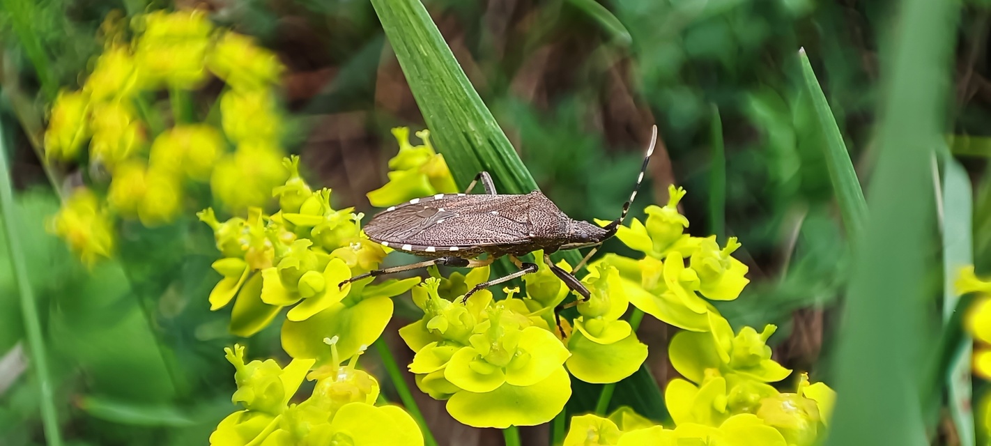 Dicranocephalus