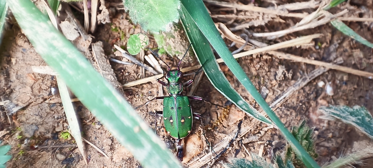 Cicindela campestris - mezei homokfutrinka