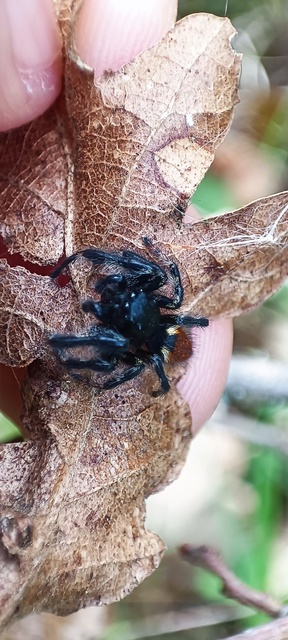 Carrhotus xanthogramma - rozsdás ugrópók