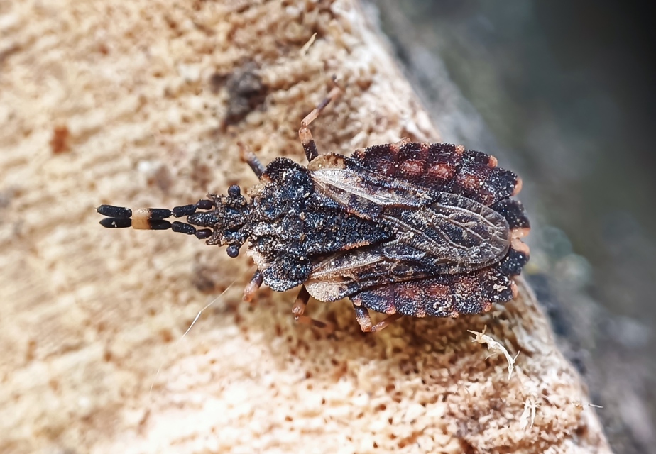 Aradus versicolor - tarka kéregpoloska