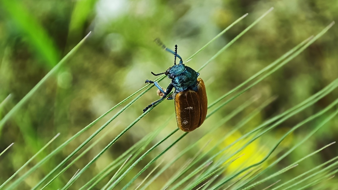 Labidostomis Labidostomis