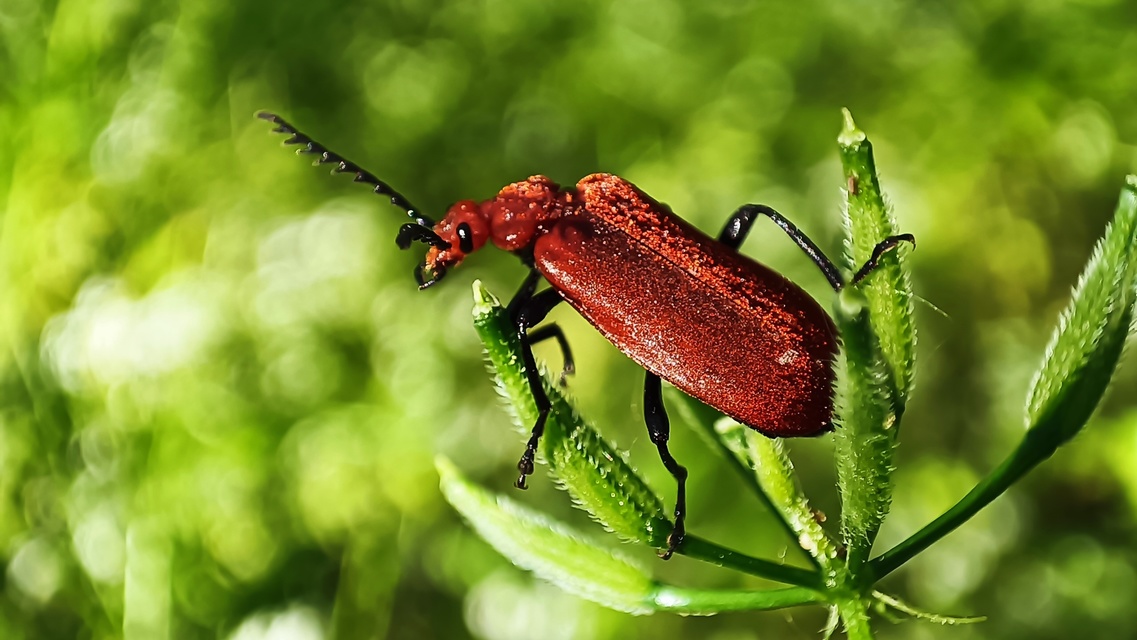 Pyrochroa serraticornis - közép-bíborbogár