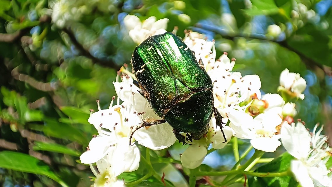 Cetonia aurata - aranyos virágbogár