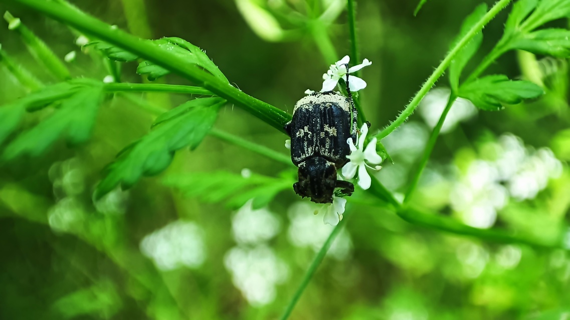 Valgus hemipterus - suta virágbogár