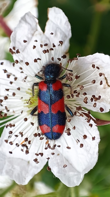 Trichodes favarius - hatfoltos méhészbogár