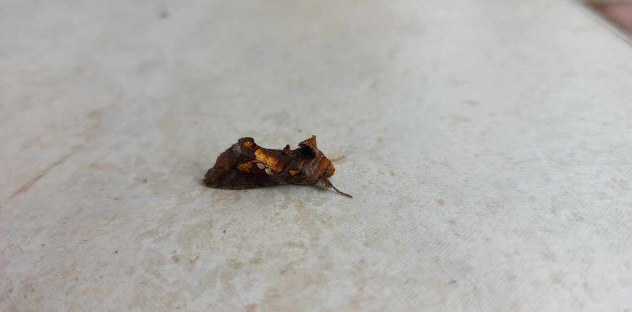 Chrysodeixis chalcites - déli aranybagoly