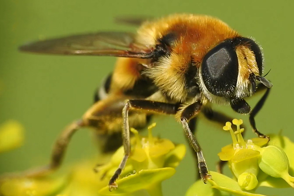 Merodon clavipes - nagy nárciszlégy