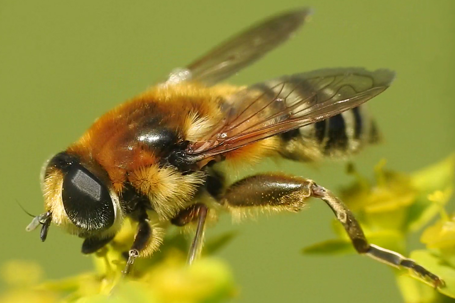 Merodon clavipes - nagy nárciszlégy