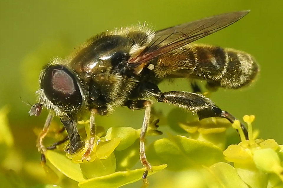 Merodon