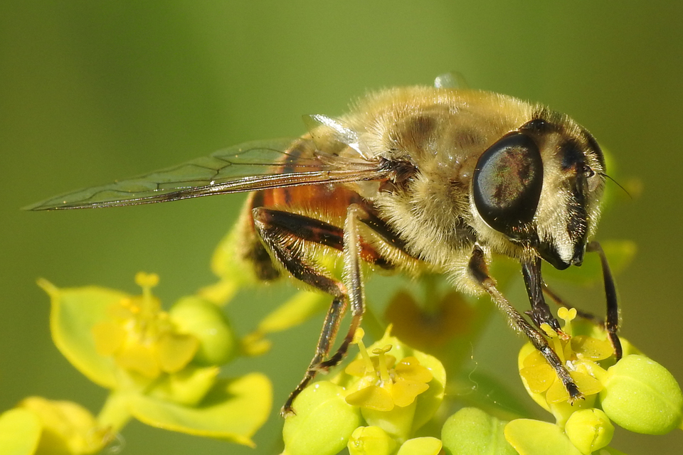 Eristalis tenax - közönséges herelégy
