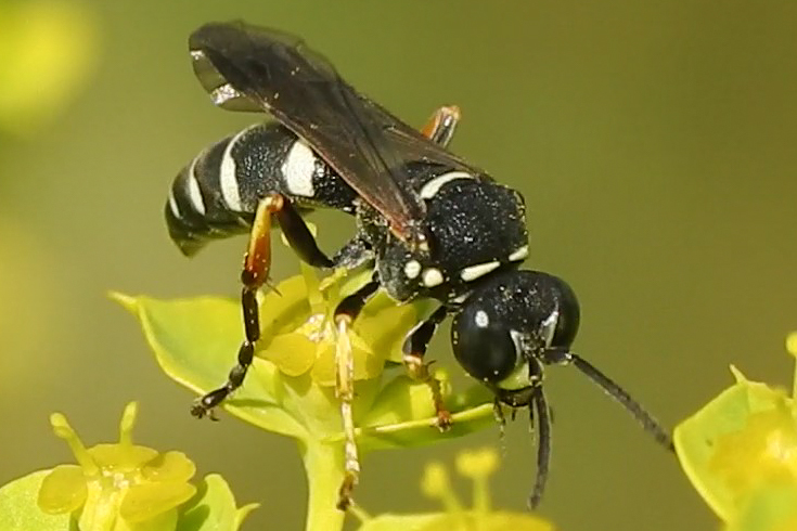 Psammaecius punctulatus
