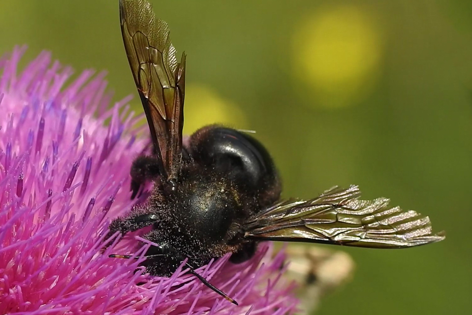 Xylocopa violacea - kék fadongó