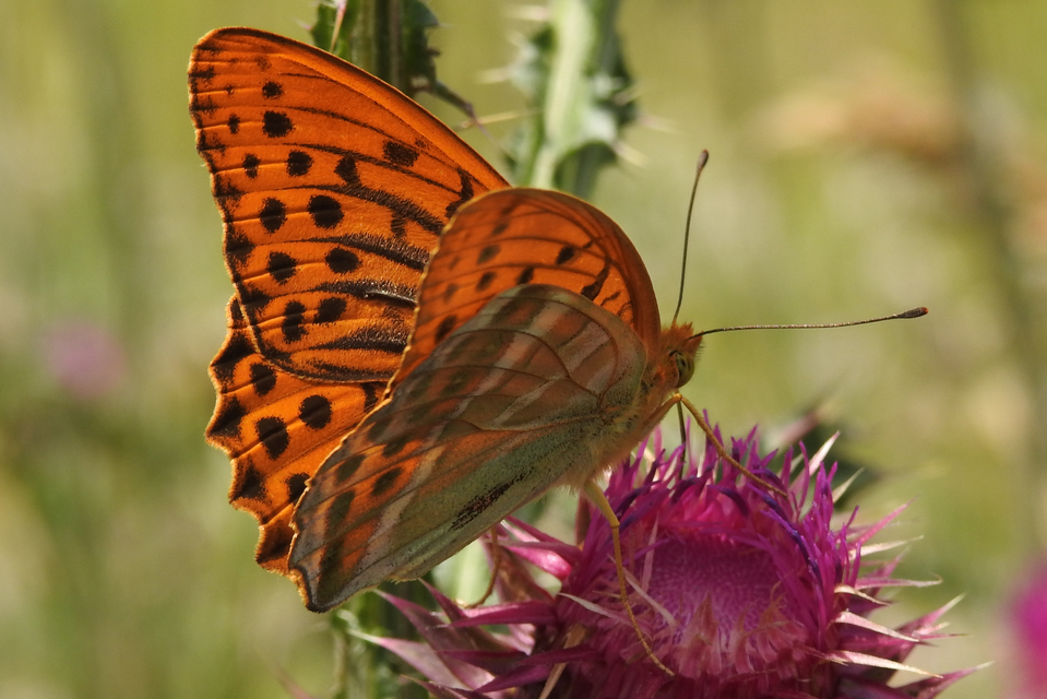 Argynnis paphia - nagy gyöngyházlepke