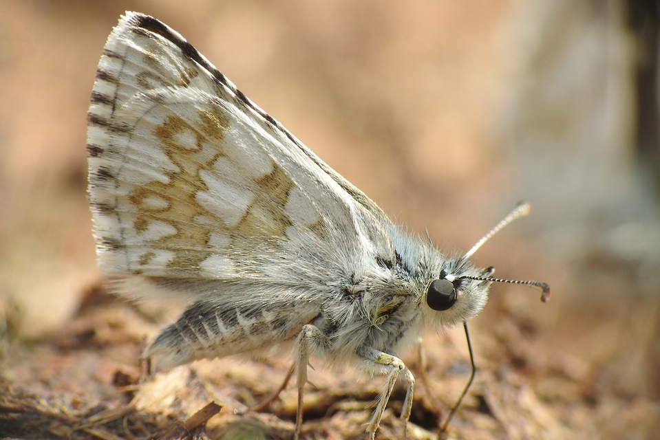 Pyrgus carthami - nagy busalepke