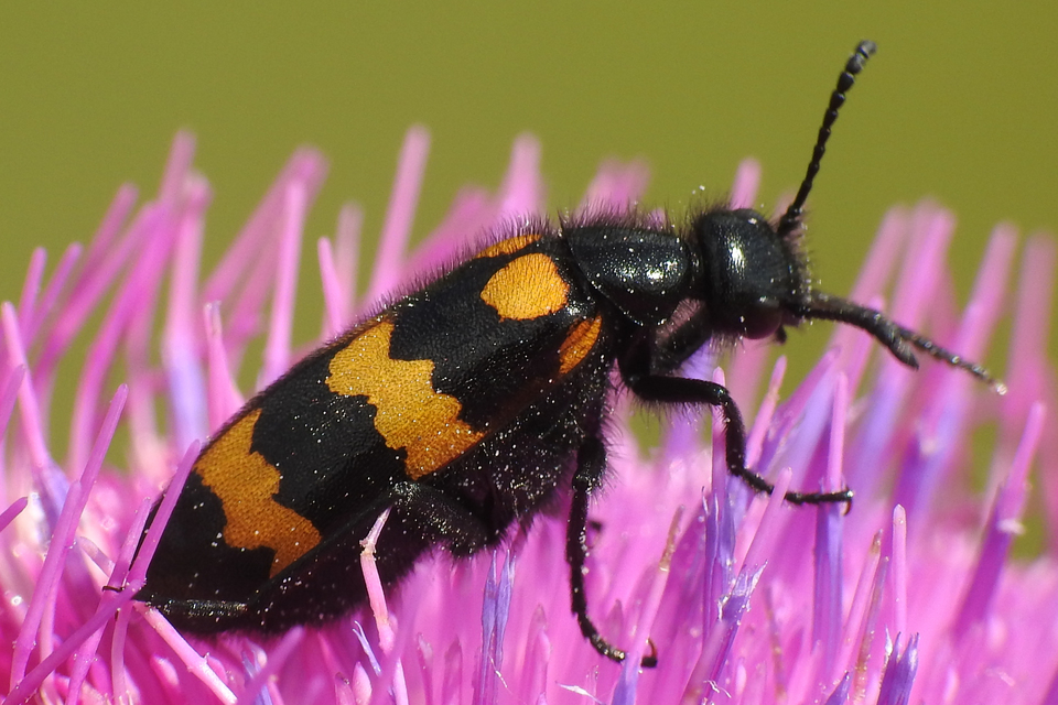 Mylabris variabilis - szalagos hólyaghúzó Mylabris variabilis - szalagos hólyaghúzó