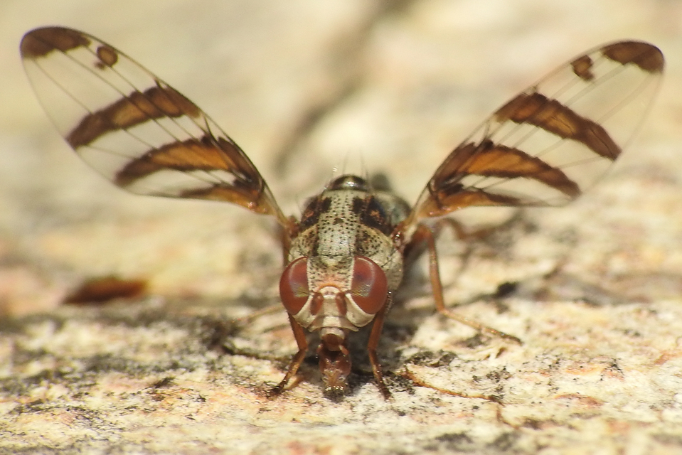 Myennis octopunctata