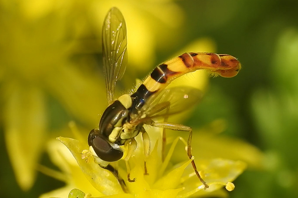 Sphaerophoria