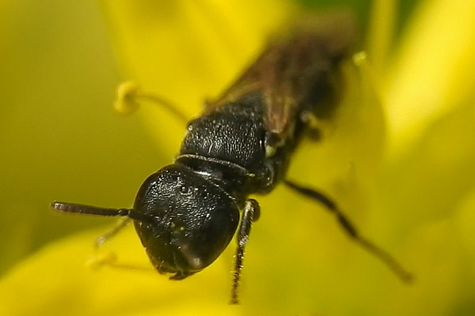 Hylaeus